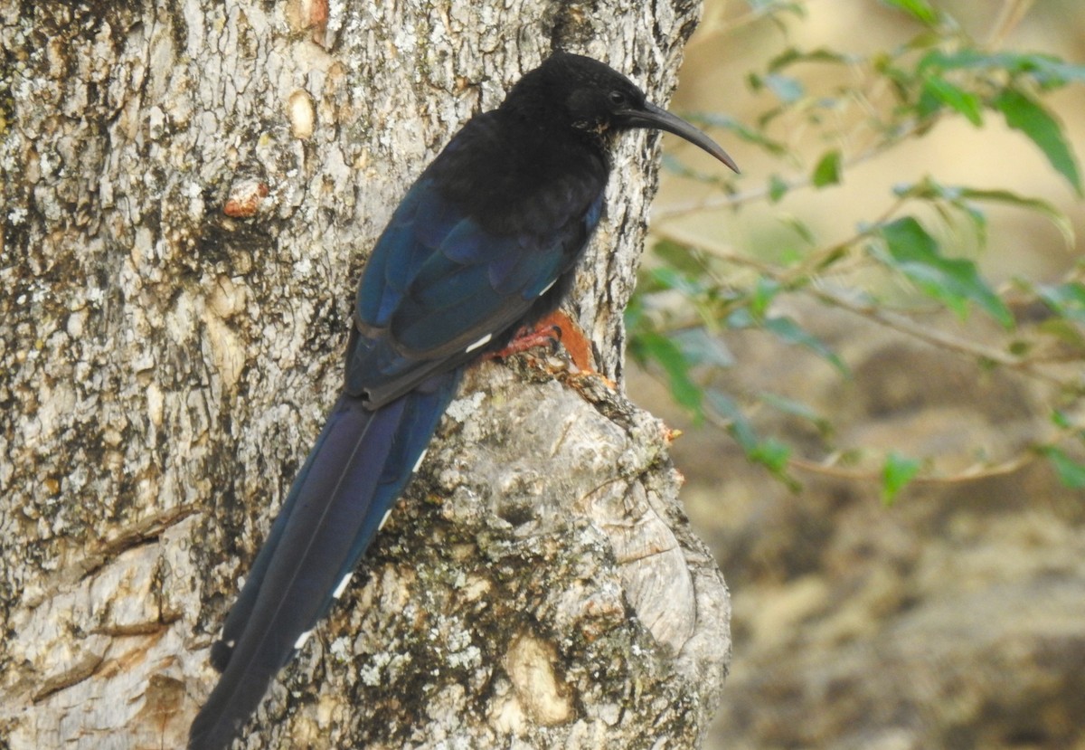 Black-billed Woodhoopoe - ML639383276