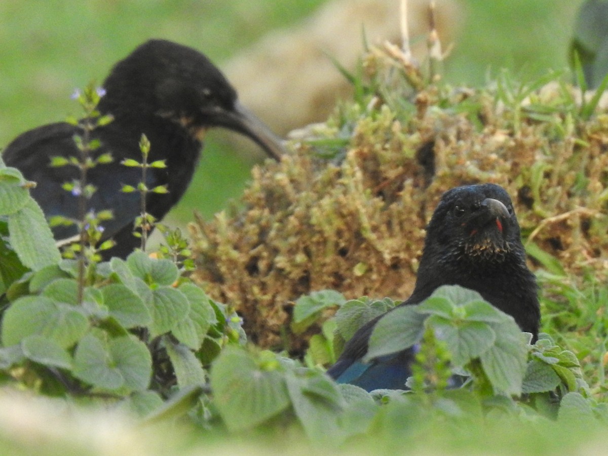 Black-billed Woodhoopoe - ML639383357