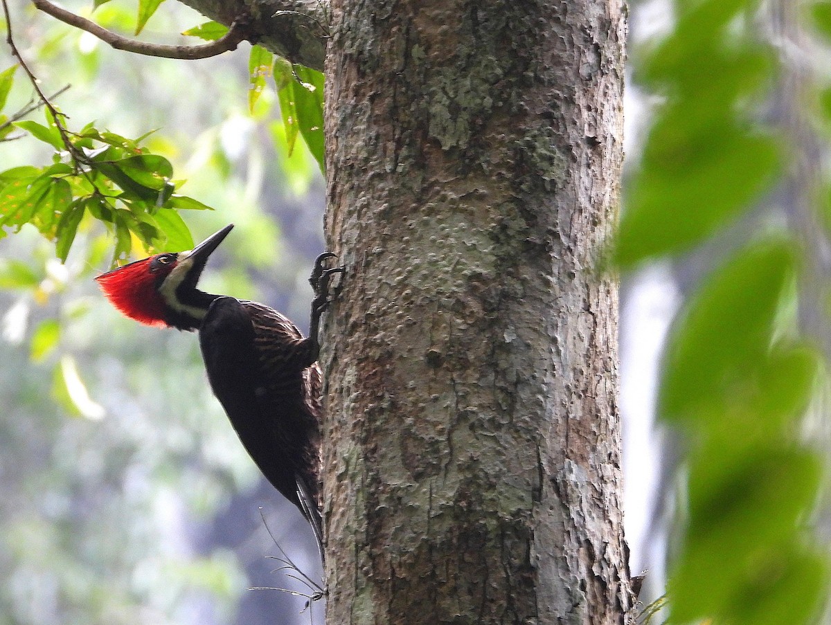 Crimson-crested Woodpecker - ML639383360