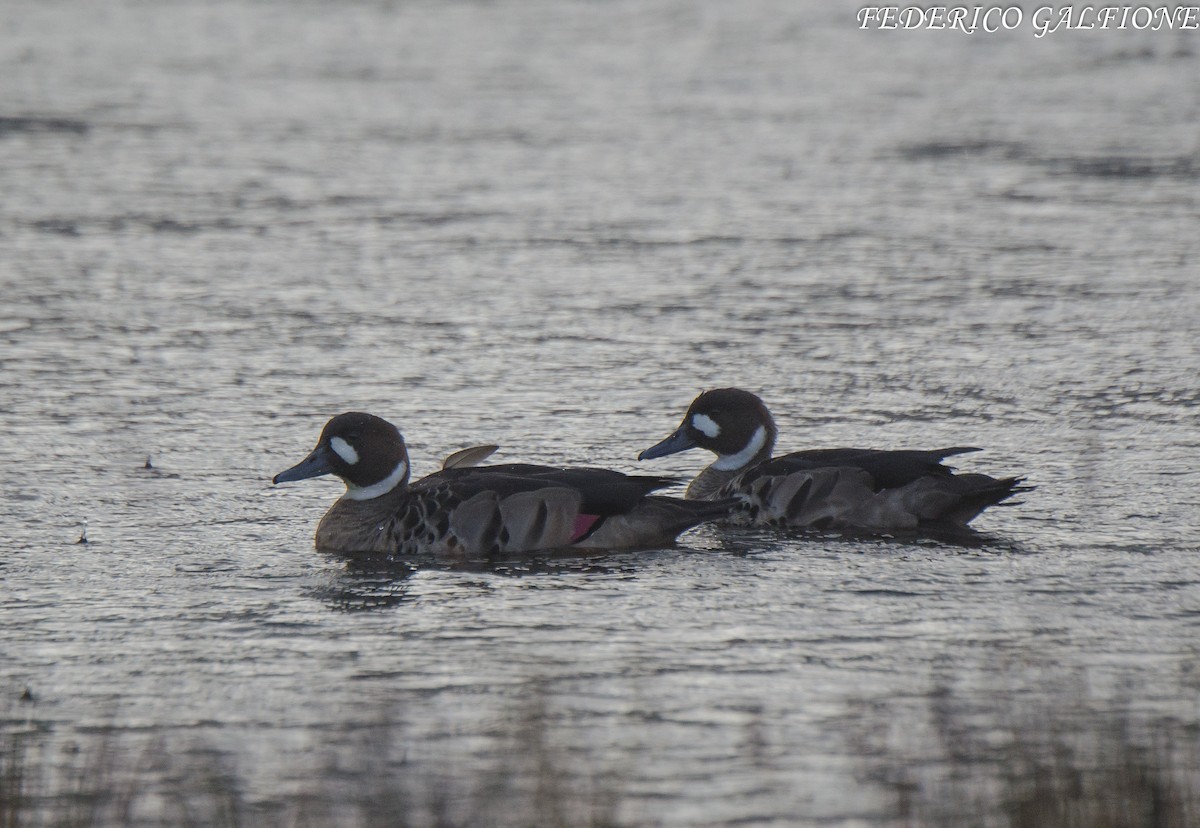 Spectacled Duck - ML639383373