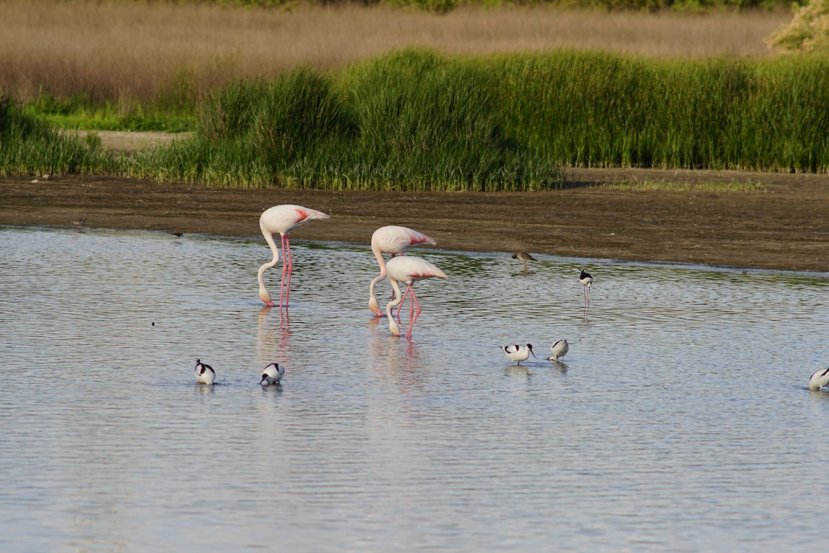 Greater Flamingo - ML639383440