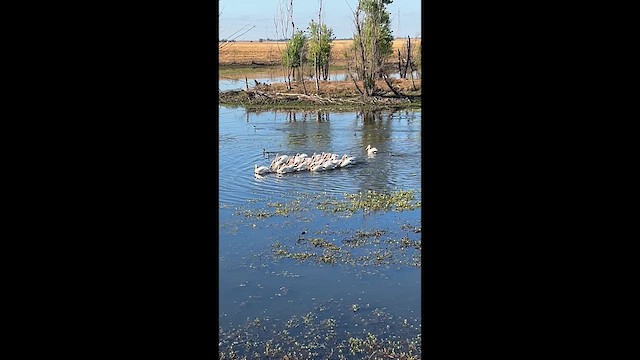 American White Pelican - ML639383445