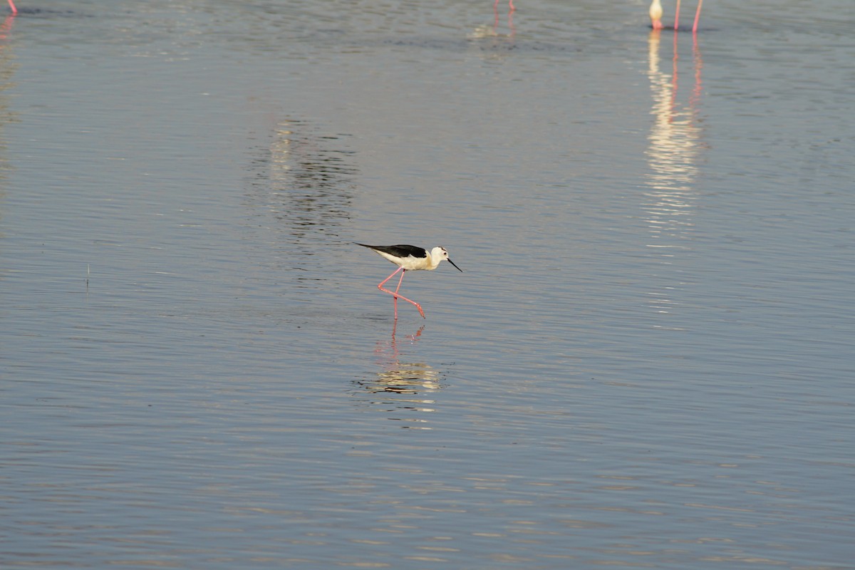 Black-winged Stilt - ML639383484