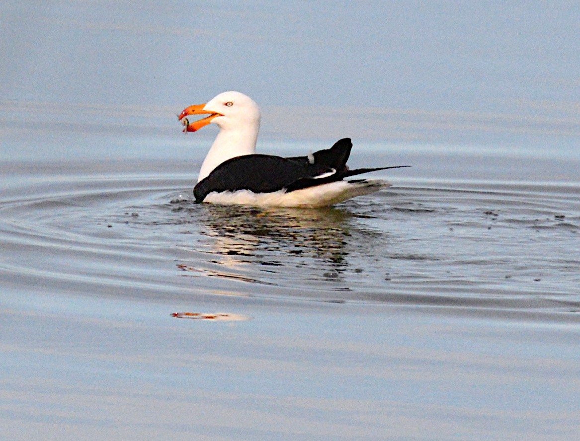 Pacific Gull - ML639383488
