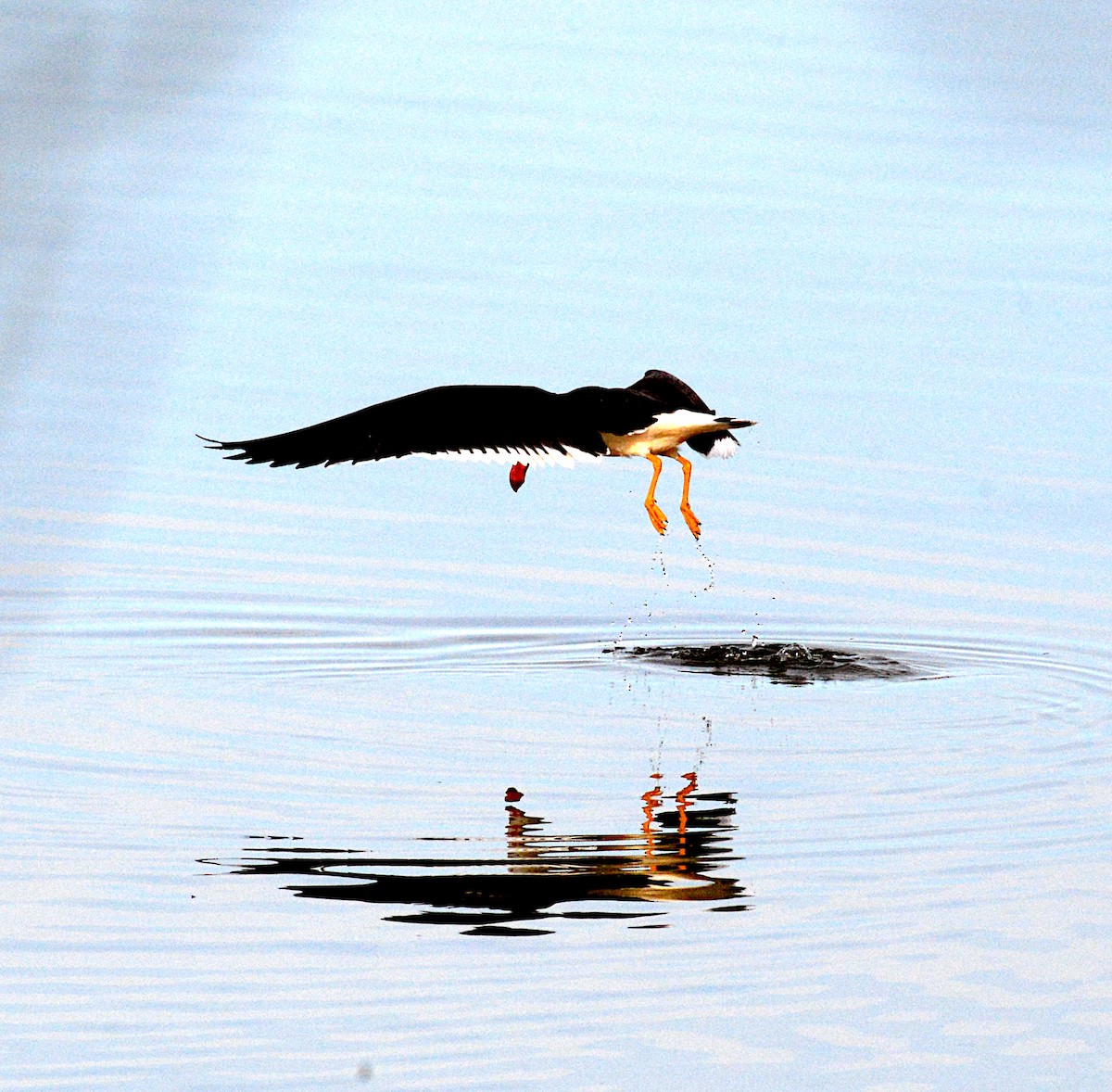 Pacific Gull - ML639383489