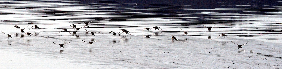 Hoary-headed Grebe - ML639383501