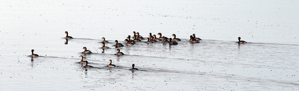 Hoary-headed Grebe - ML639383502