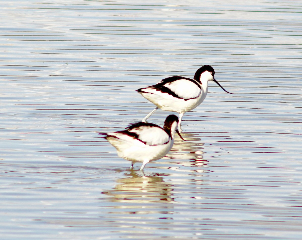 Pied Avocet - ML639383542