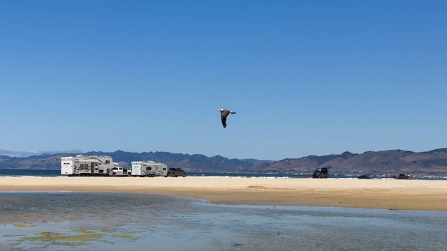 オグロカモメ - ML639383630