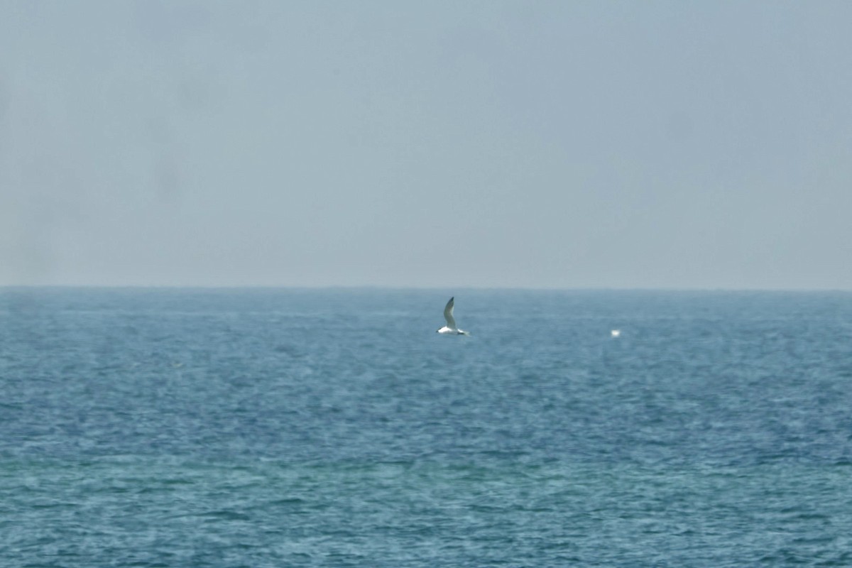 Sandwich Tern (Eurasian) - ML639383658
