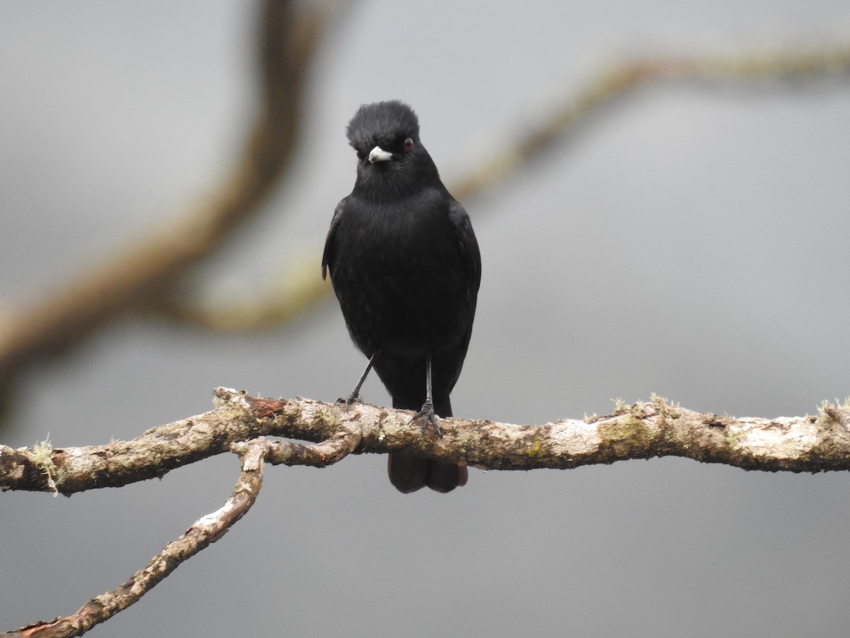 Velvety Black-Tyrant - ML639383735
