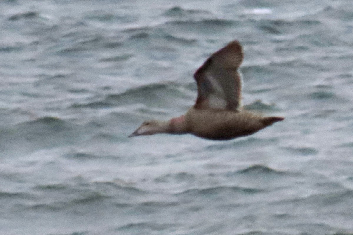 Common Eider - ML639383745