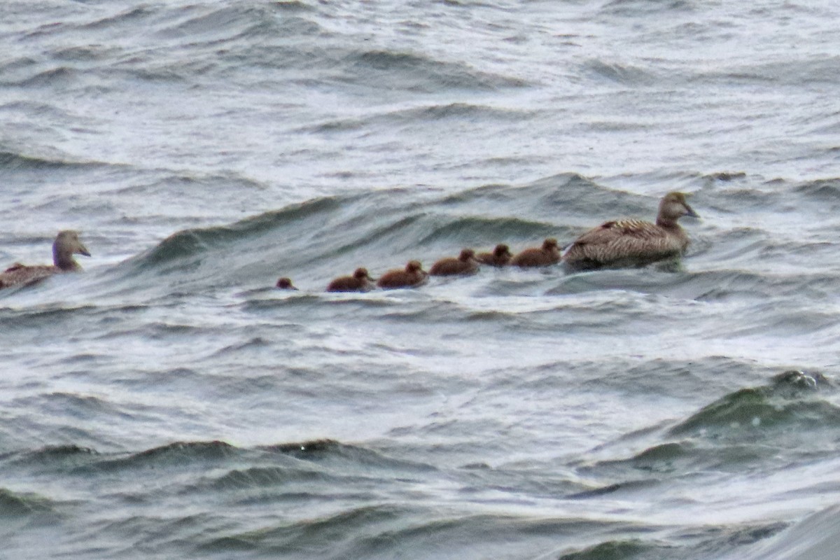Common Eider - ML639383746