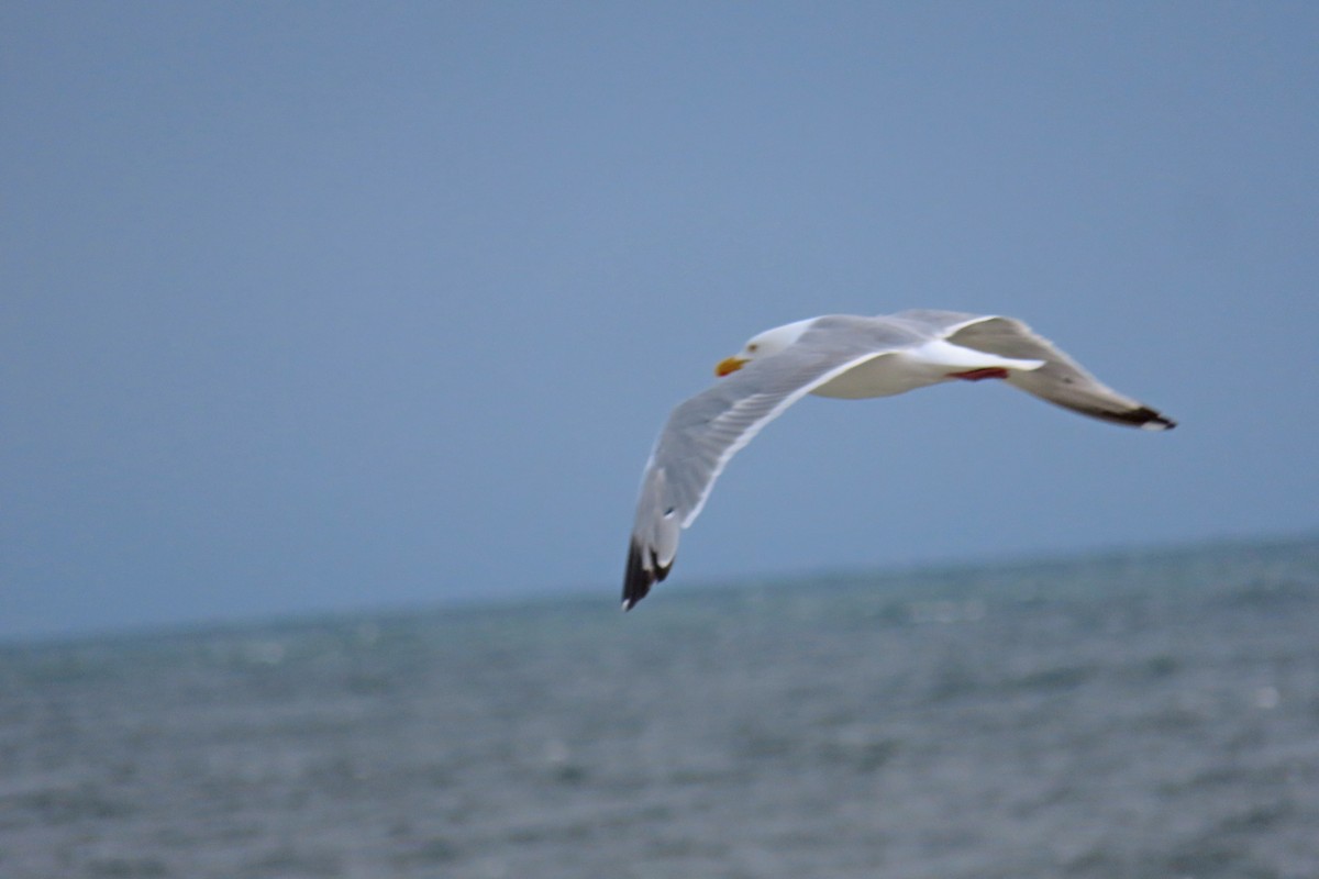 American Herring Gull - ML639383764