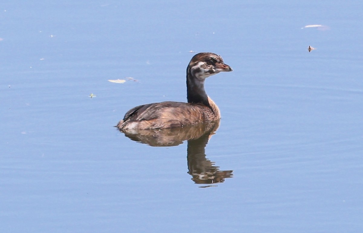 Pied-billed Grebe - ML639383802