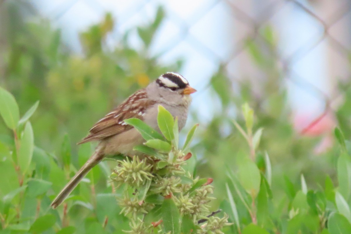 White-crowned Sparrow - ML639383804