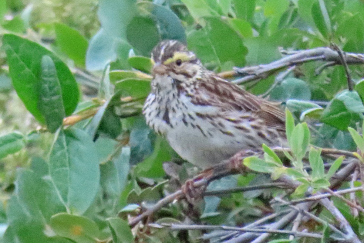 Savannah Sparrow - ML639383810