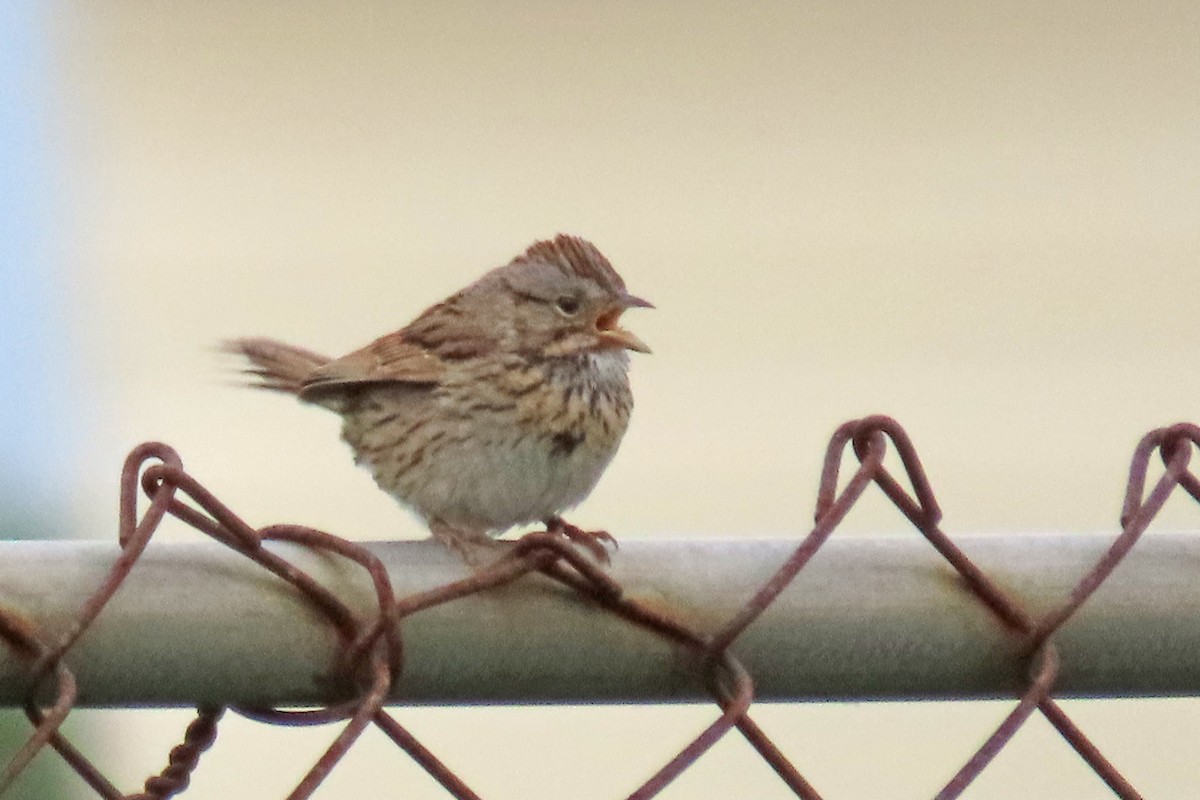 Lincoln's Sparrow - ML639383822