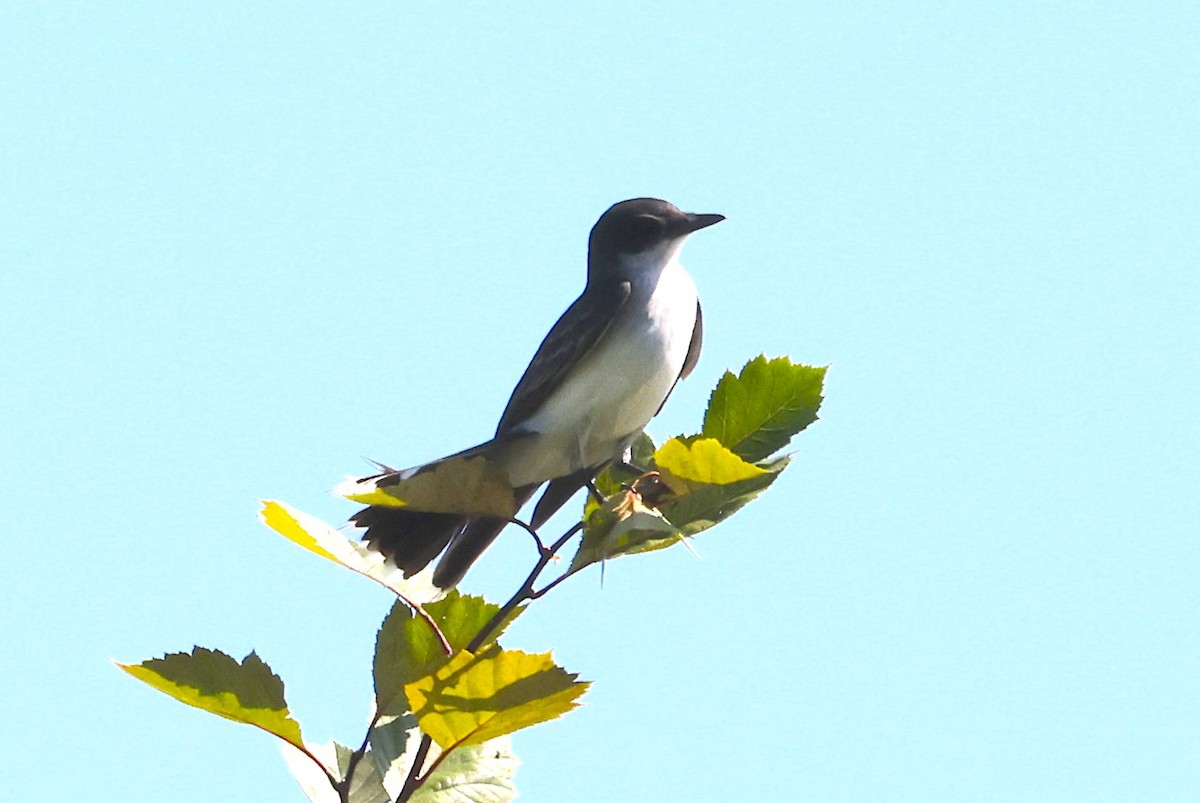 Eastern Kingbird - ML639383843