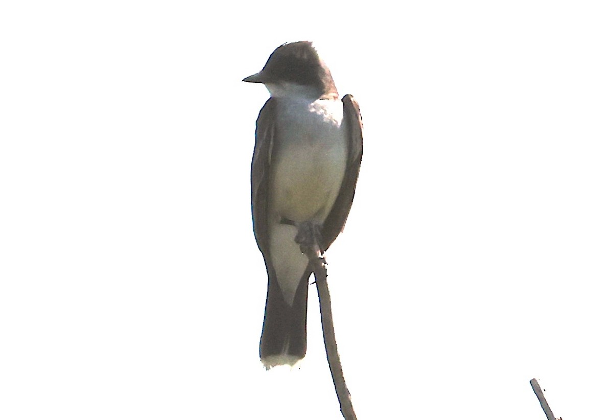 Eastern Kingbird - ML639383844