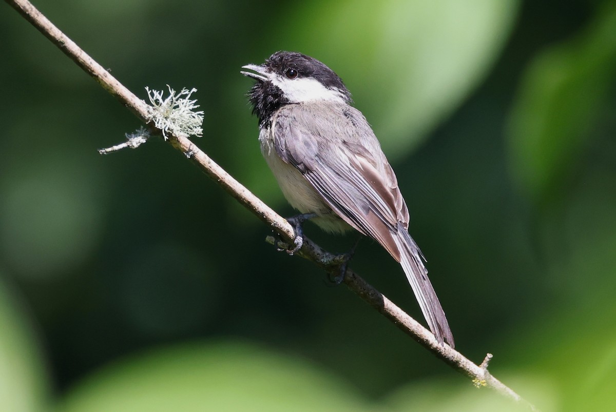 Black-capped Chickadee - ML639383858