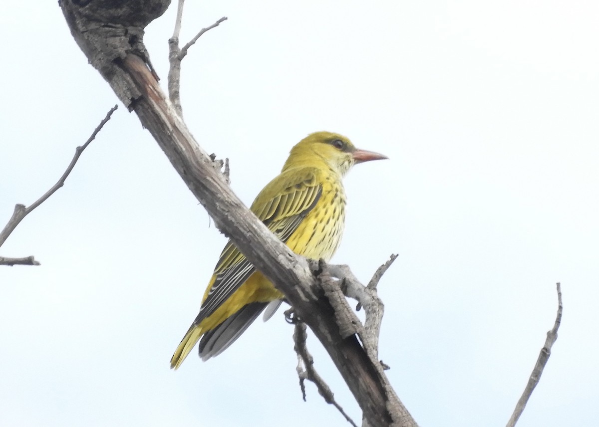 African Golden Oriole - ML639383868