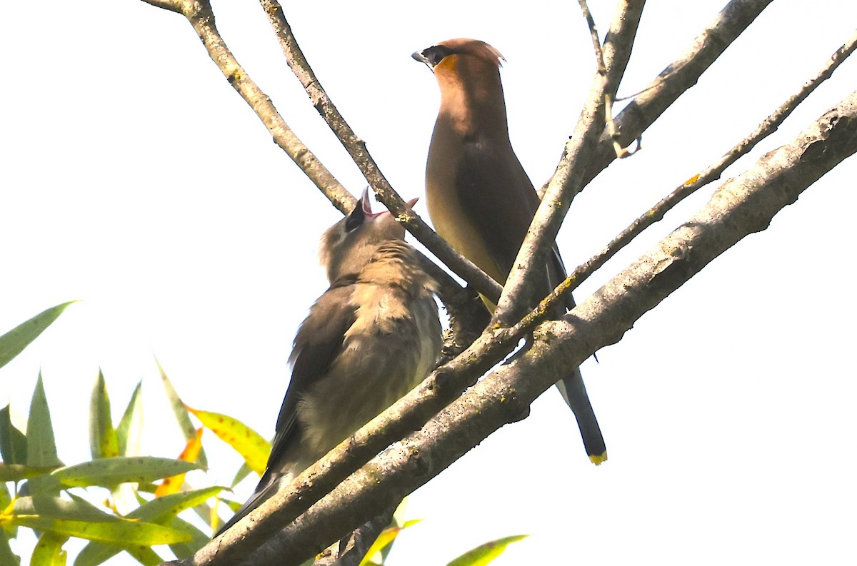 Cedar Waxwing - ML639383872