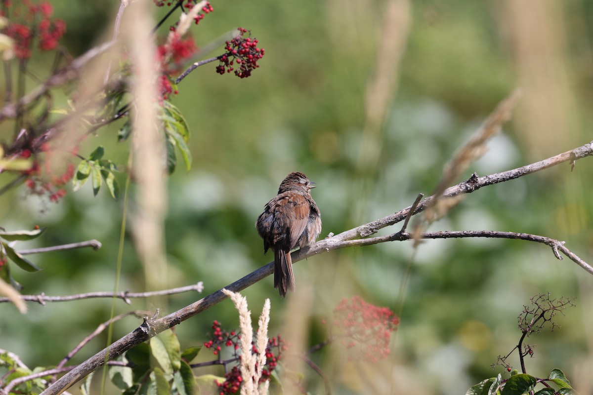 Song Sparrow - ML639383889