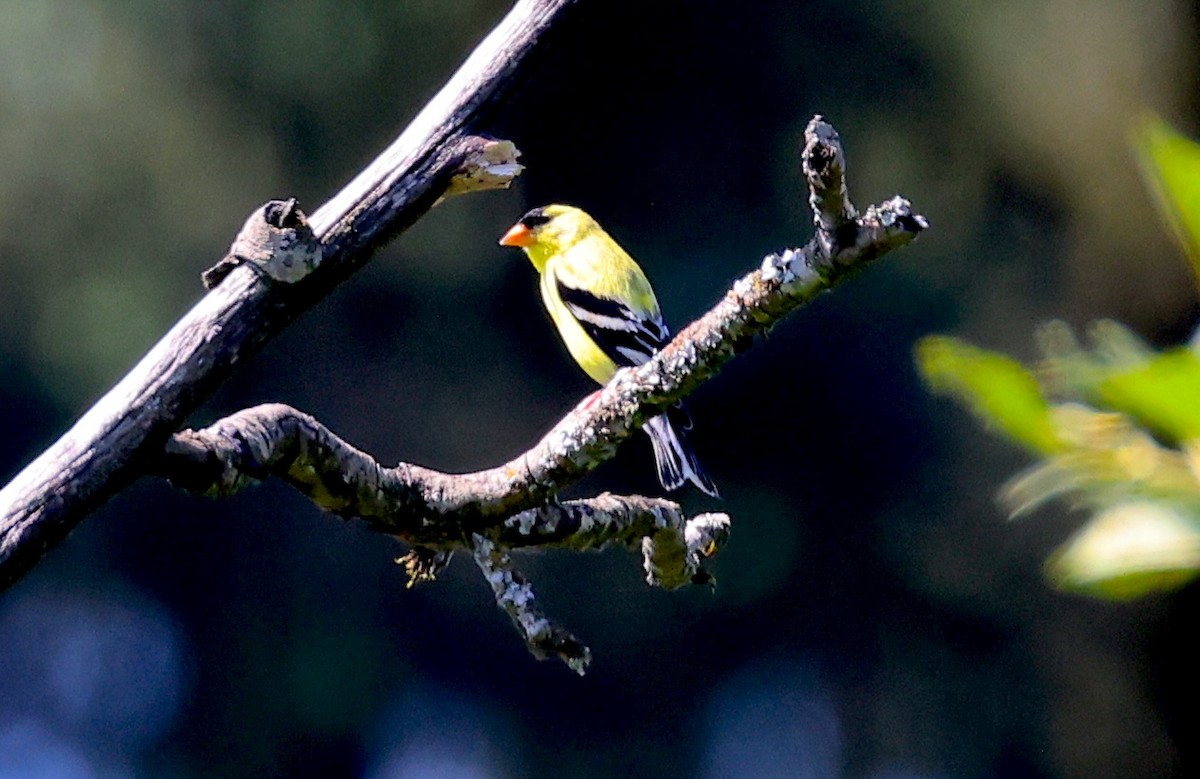American Goldfinch - ML639383901