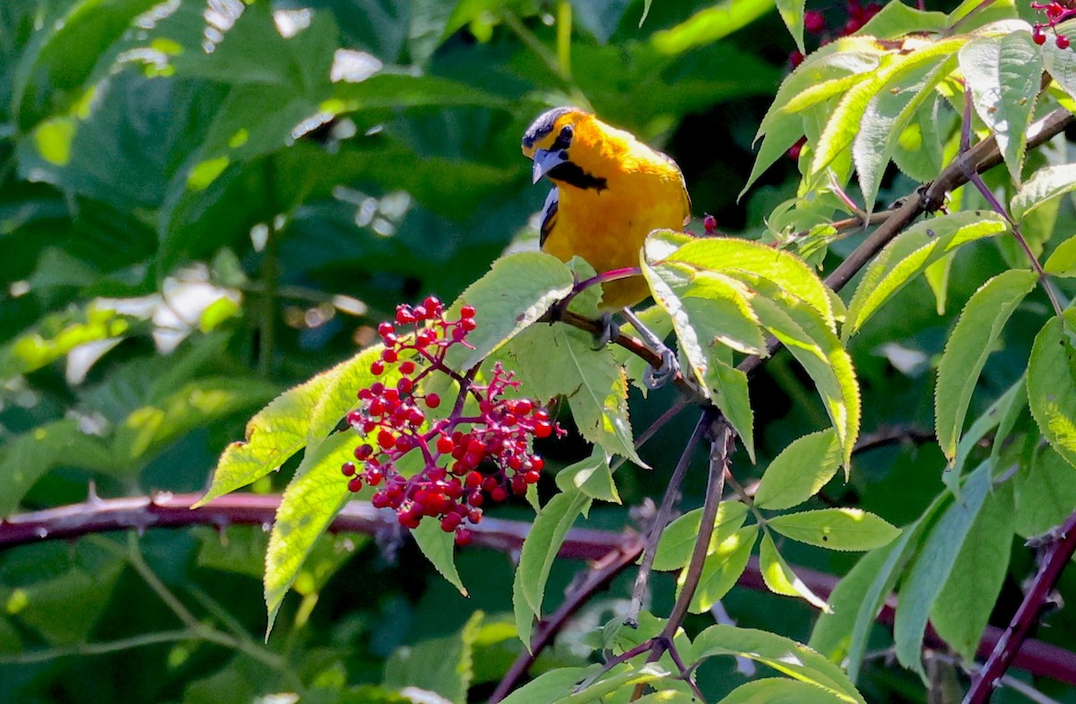 Bullock's Oriole - ML639383938
