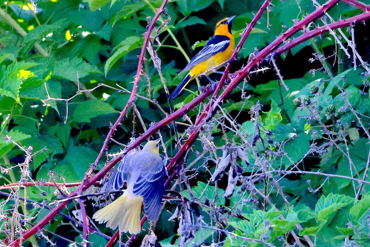 Bullock's Oriole - ML639383939