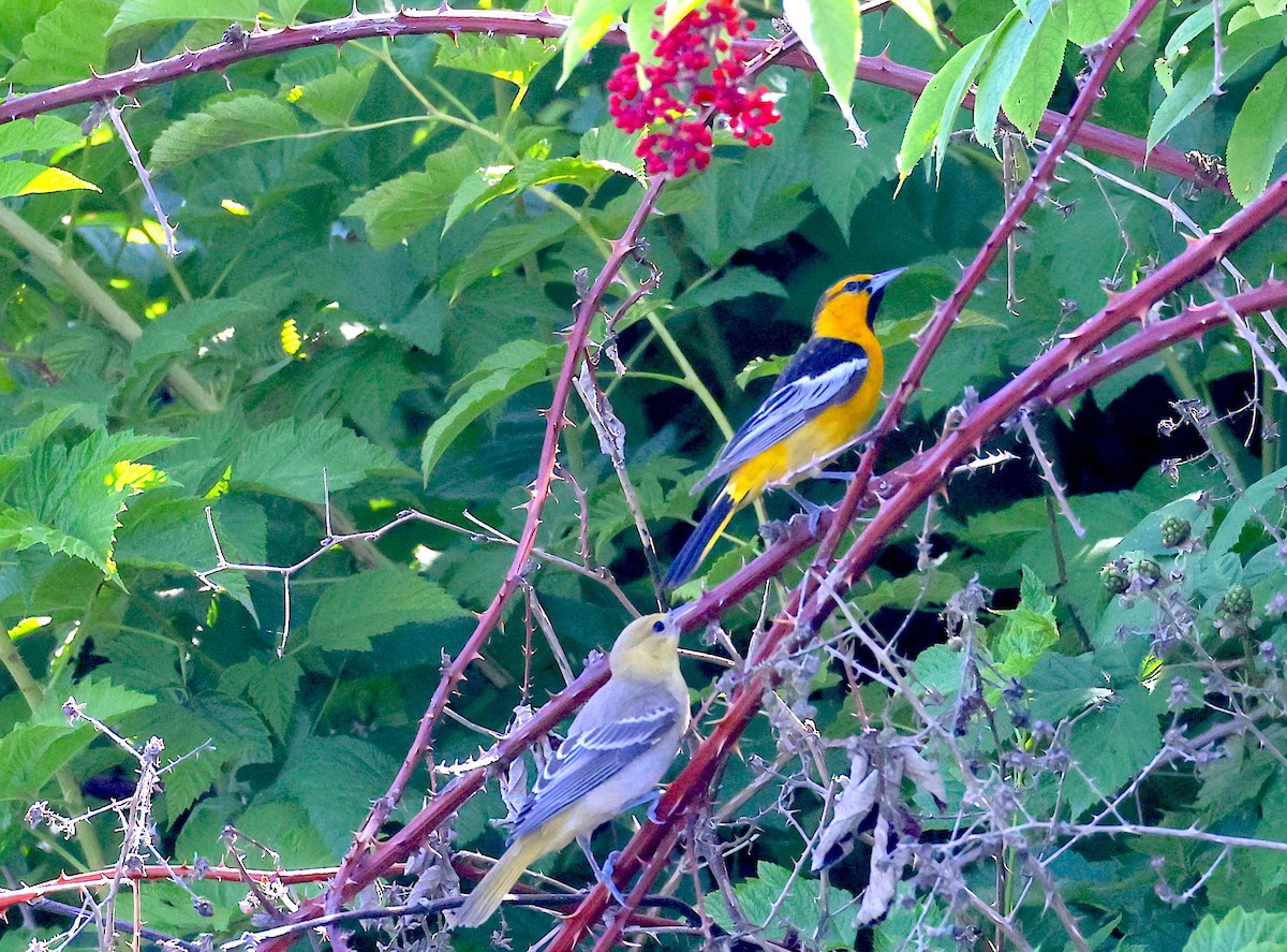 Bullock's Oriole - ML639383940