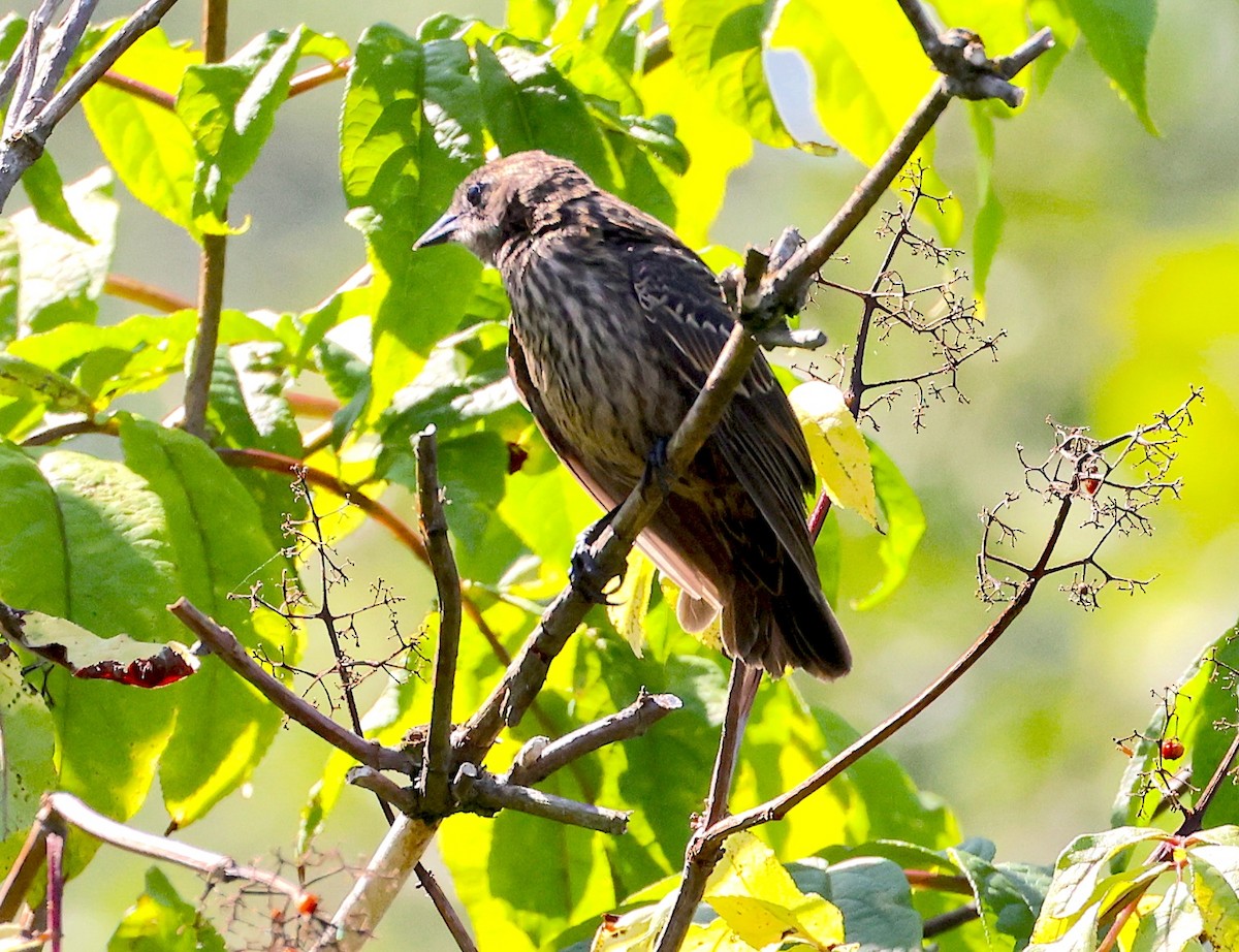 Red-winged Blackbird - ML639383957