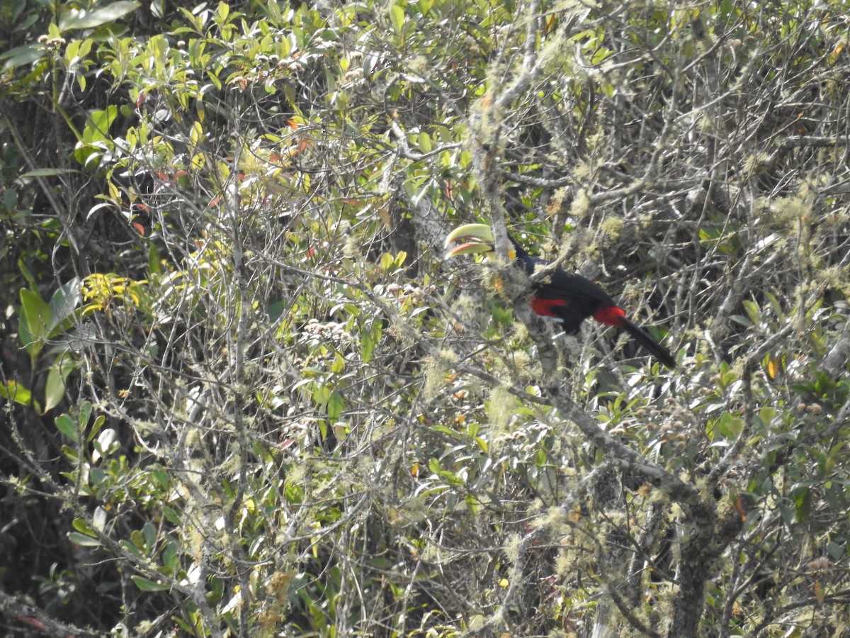 Red-breasted Toucan - ML639383958