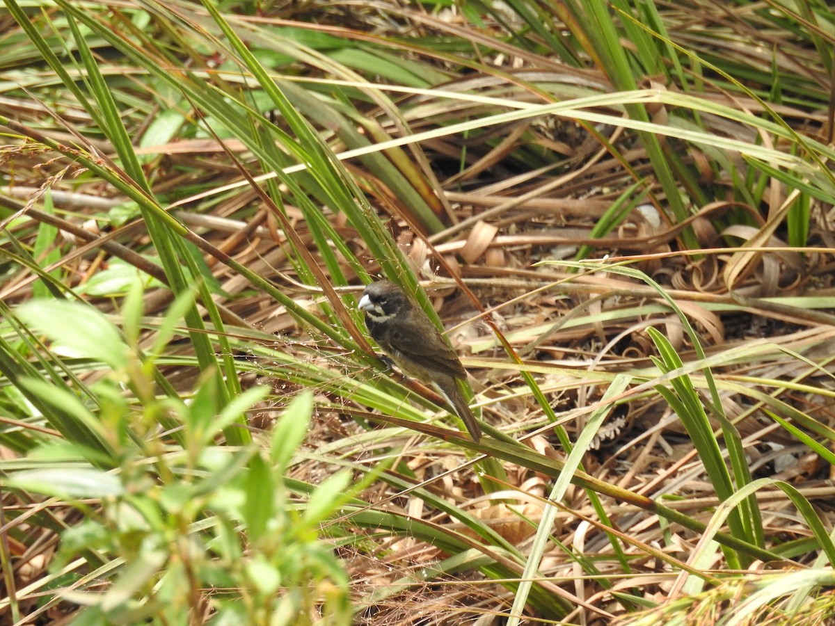 Double-collared Seedeater - ML639383996