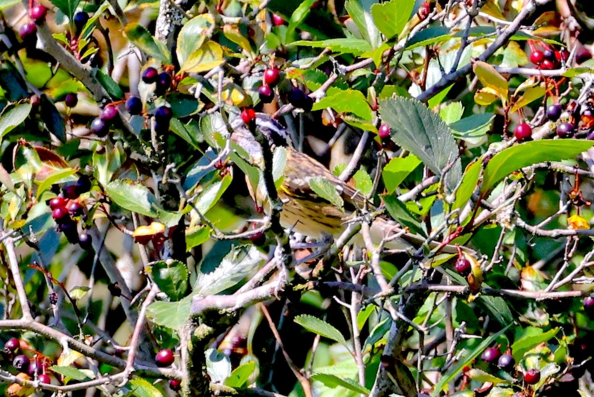 Black-headed Grosbeak - ML639383997