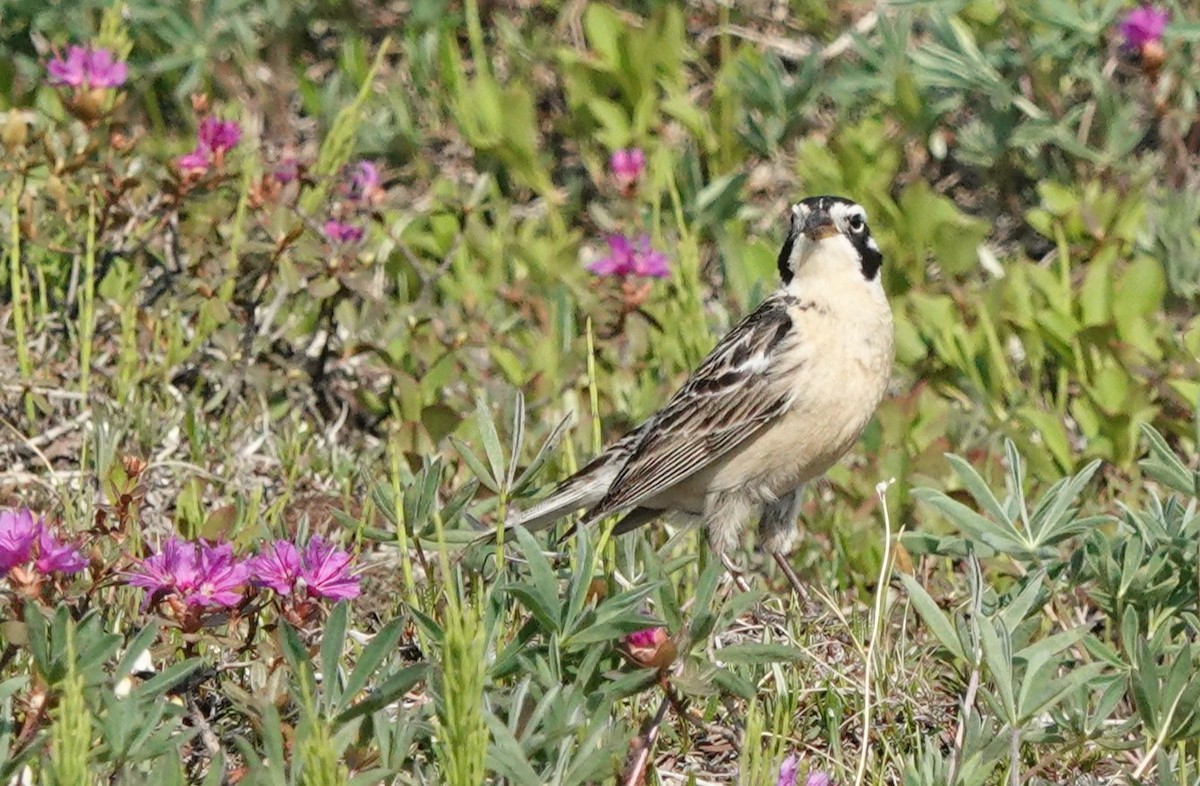 Smith's Longspur - ML639384058