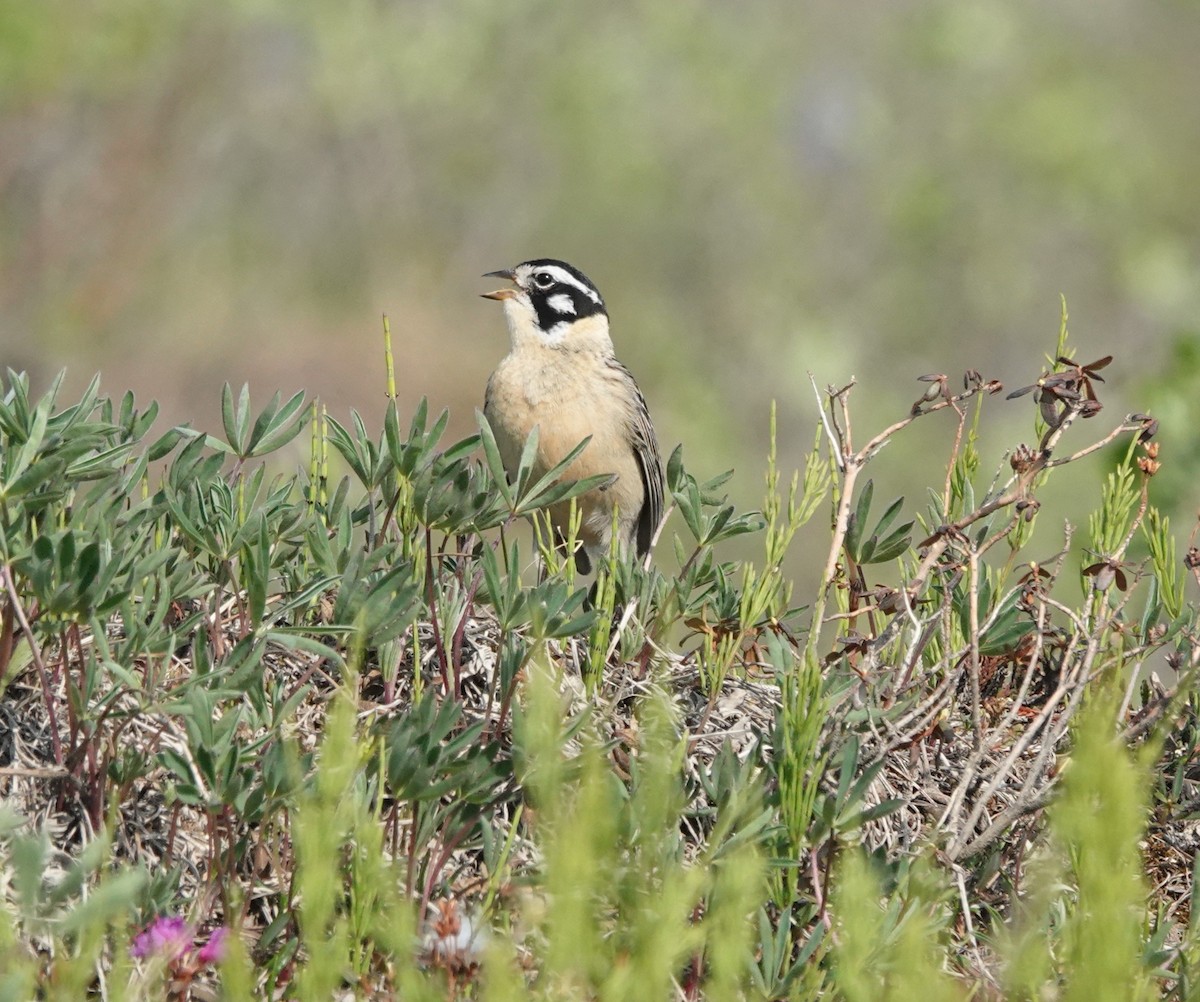 Smith's Longspur - ML639384077