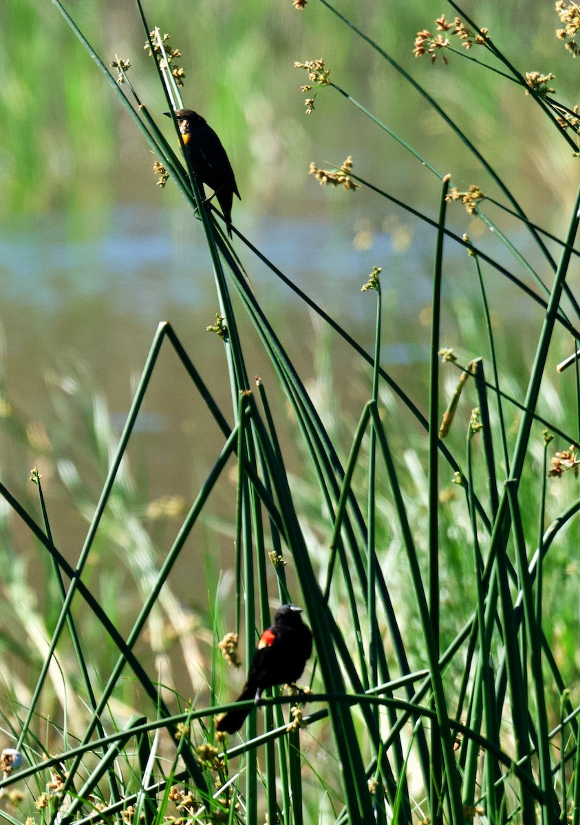 Red-winged Blackbird - ML639384088