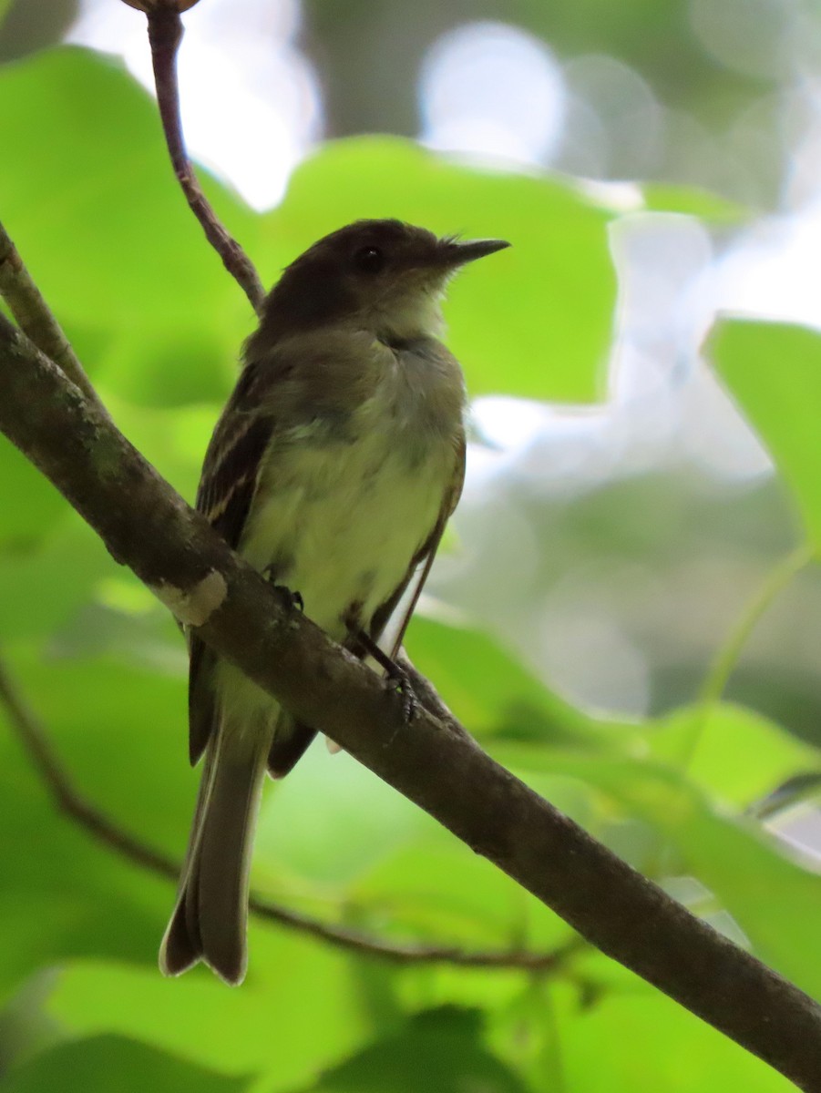 Eastern Phoebe - ML639384138