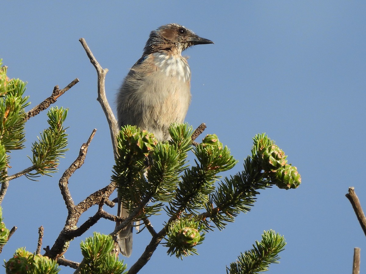 Woodhouse's Scrub-Jay - ML639384168