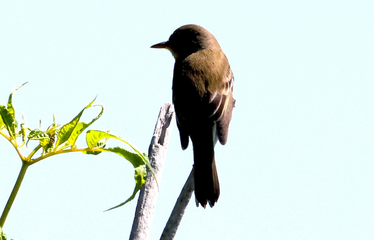 Willow Flycatcher - ML639384193