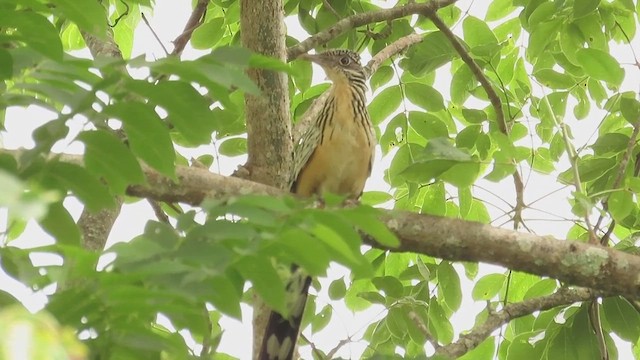 Lesser Roadrunner - ML639384229