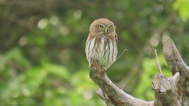 Ferruginous Pygmy-Owl - ML639384262