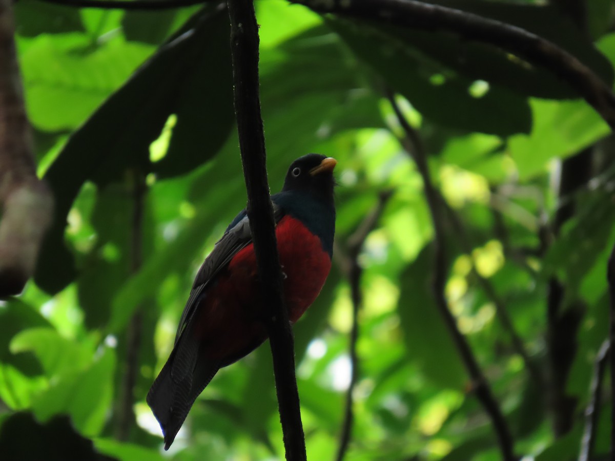 Lattice-tailed Trogon - ML639384352