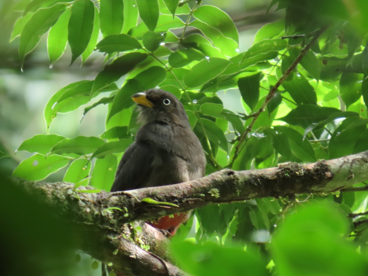 Lattice-tailed Trogon - ML639384353