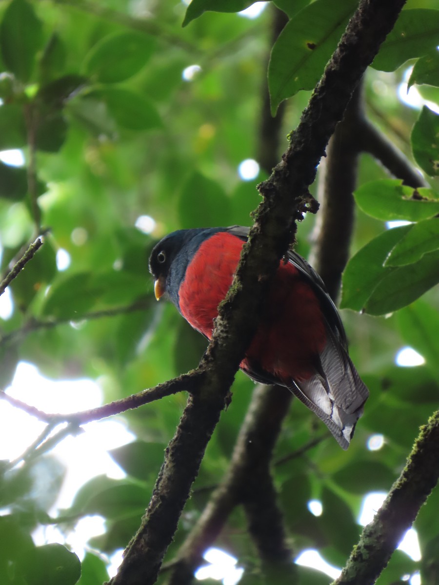 Lattice-tailed Trogon - ML639384354