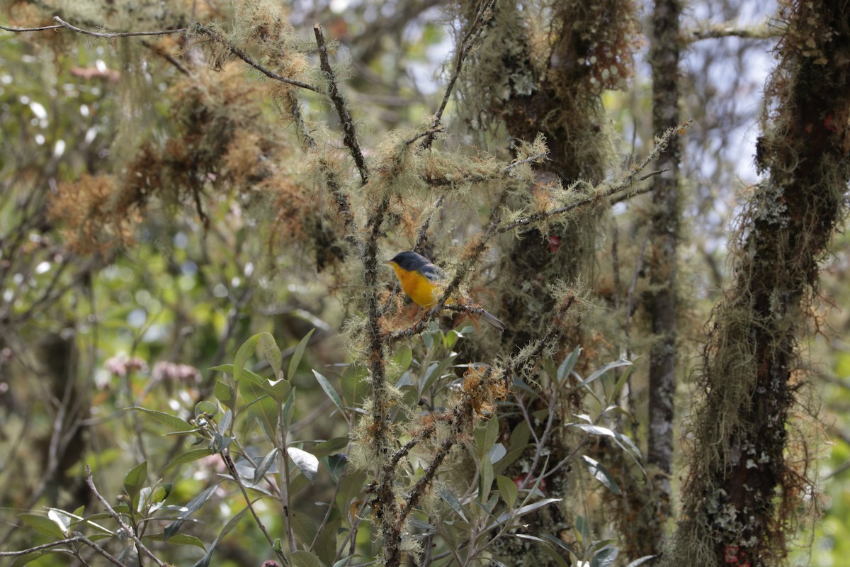Tropical Parula - ML639384357