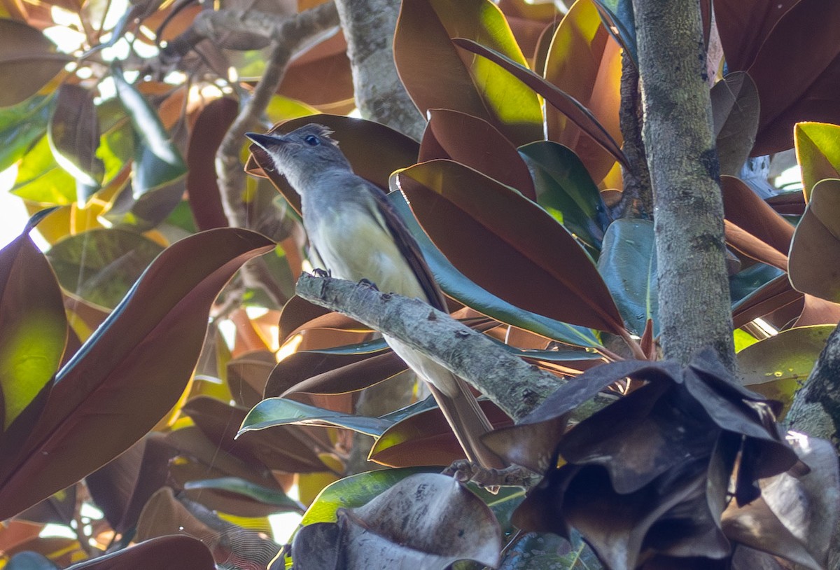 Great Crested Flycatcher - ML639384377