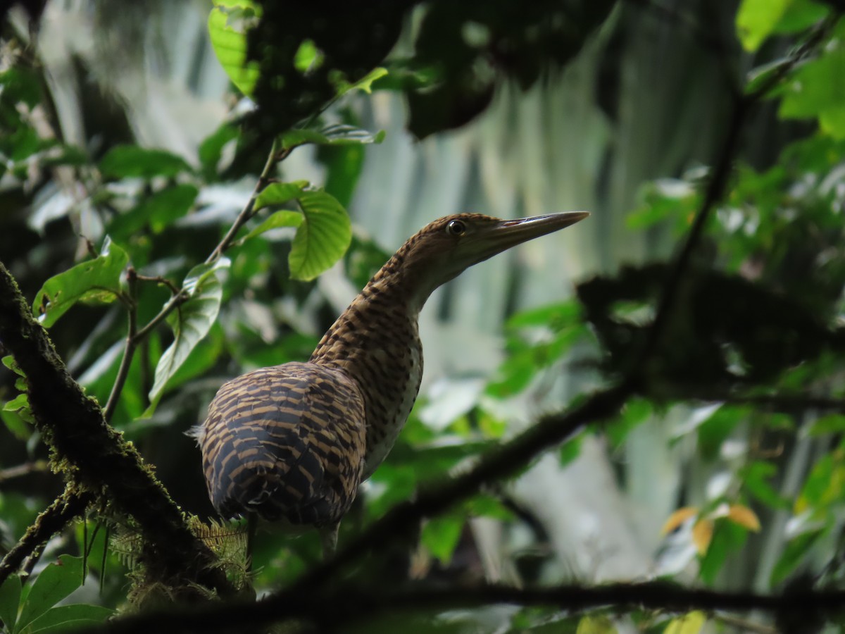 Fasciated Tiger-Heron - ML639384381